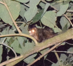 Didelphis marsupialis