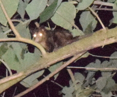 Didelphis marsupialis