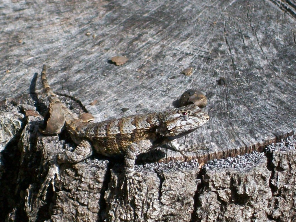 Eastern Fence Lizard from withlacoochee state forest by Slartibartfast ...