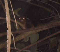 Didelphis marsupialis