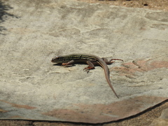 Aspidoscelis gularis