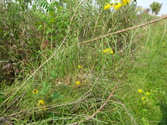 Helianthus salicifolius