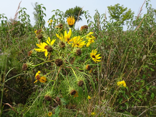 Image of Helianthus salicifolius by (c) Thomas Koffel, some rights reserved (CC BY)