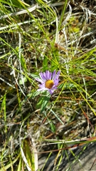 Erigeron peregrinus