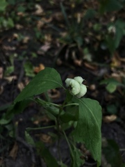 Schizomyia eupatoriflorae