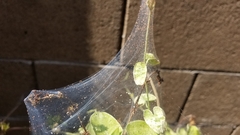 Amphitetranychus viennensis