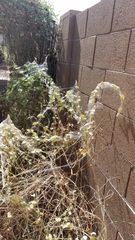 Amphitetranychus viennensis