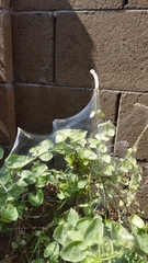 Amphitetranychus viennensis