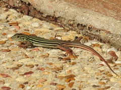 Aspidoscelis gularis