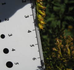 Solidago fallax molina
