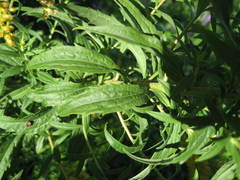 Solidago fallax molina