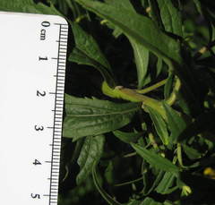 Solidago fallax molina