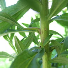 Solidago fallax molina