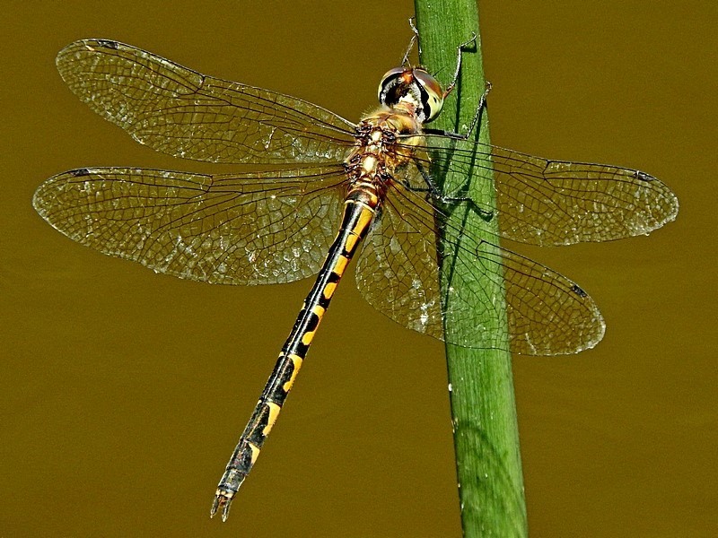 Australian Emerald Dragonfly