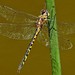 Australian Emerald Dragonfly - Photo (c) Max Campbell, some rights reserved (CC BY), uploaded by Max Campbell
