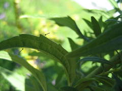 Solidago fallax molina