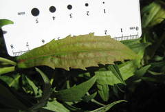 Solidago fallax molina