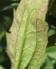 Solidago fallax molina