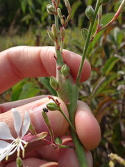 Mompha rufocristatella