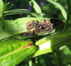 Solidago fallax molina