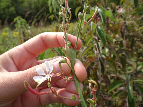 Image of Oenothera filiformis by (c) Thomas Koffel, some rights reserved (CC BY)