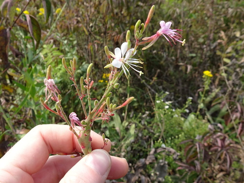 Image of Oenothera filiformis by (c) Thomas Koffel, some rights reserved (CC BY)
