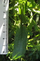 Solidago fallax molina