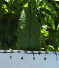 Solidago fallax molina