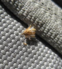 Solidago fallax molina