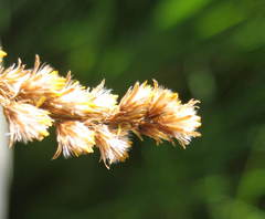 Solidago fallax molina