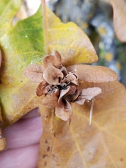 Andricus foliaformis