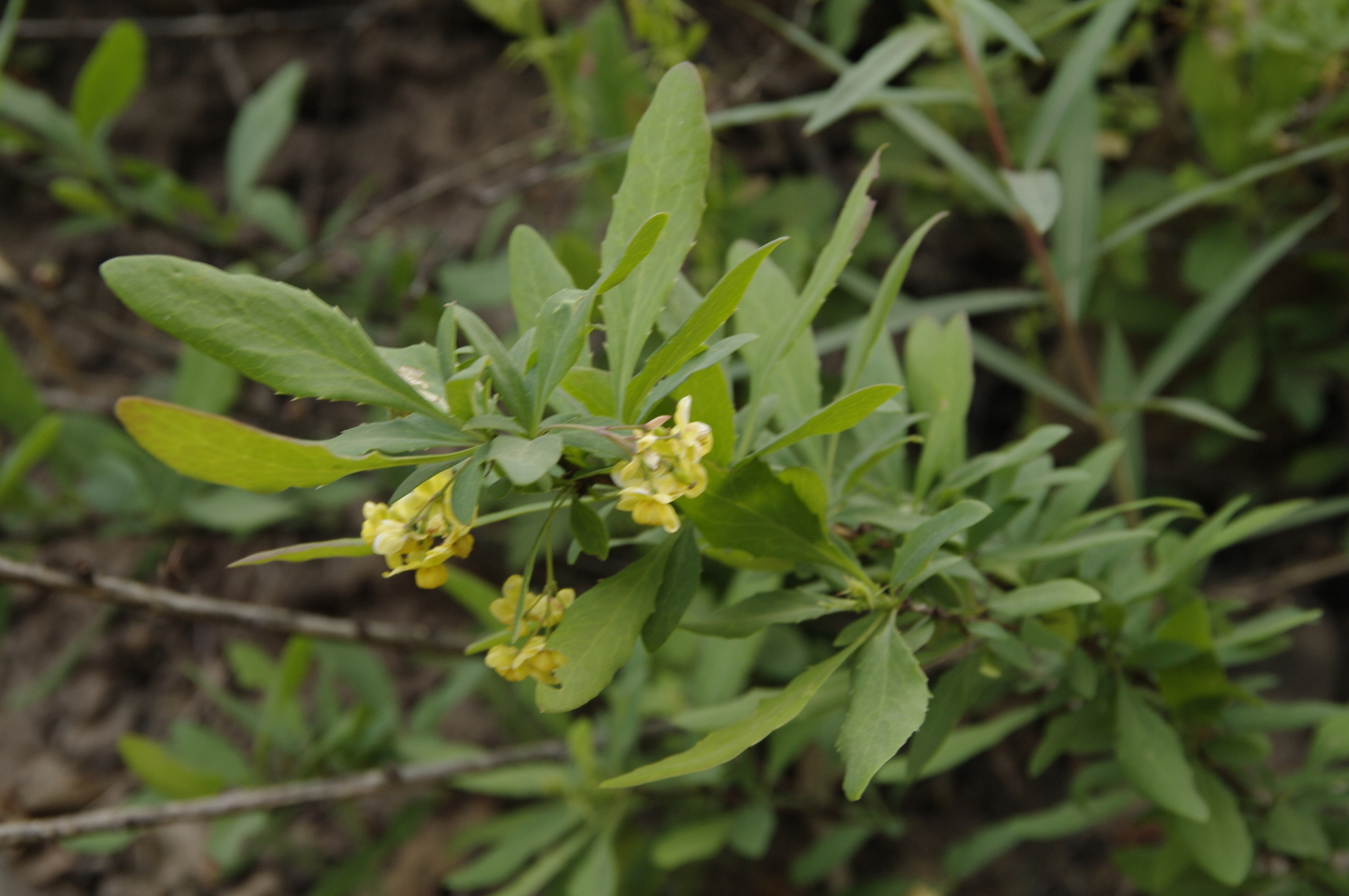 Berberis fendleri