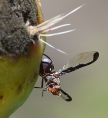 Diacrita costalis