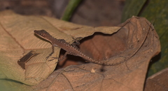 Anolis festae