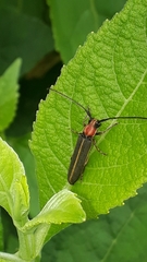 Dylobolus rotundicollis