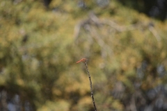 Sympetrum illotum