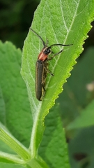 Dylobolus rotundicollis
