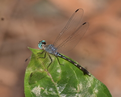 Odonata