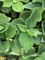 Boehmeria splitgerbera