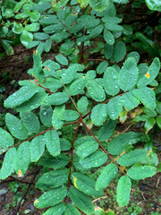 Sorbus sitchensis sitchensis