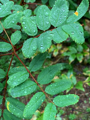 Sorbus sitchensis sitchensis