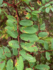 Sorbus sitchensis sitchensis