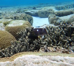 Pomacentrus chrysurus