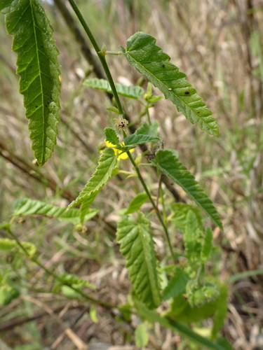 Image of Tragia betonicifolia by (c) Thomas Koffel, some rights reserved (CC BY)