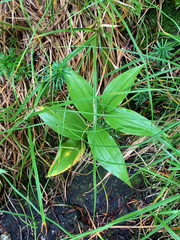 Streptopus lanceolatus