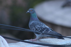 Columba livia domestica
