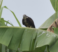 Rostrhamus sociabilis