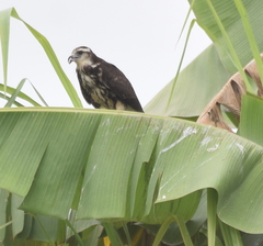 Rostrhamus sociabilis