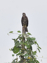 Rostrhamus sociabilis