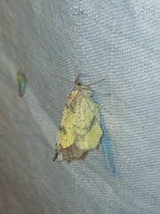 Antepione thisoaria